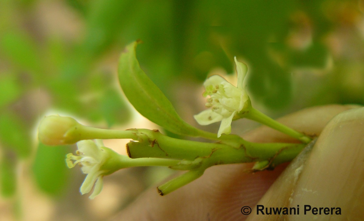 Erythroxylum novogranatense (D.Morris) Hieron.